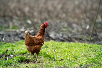 brown chicken hen in the grass