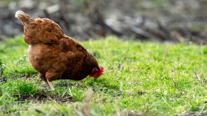 brown chicken hen in the grass