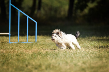Naklejka na ściany i meble Dog is running in agility. Amazing evening, Hurdle having private agility training for a sports competition