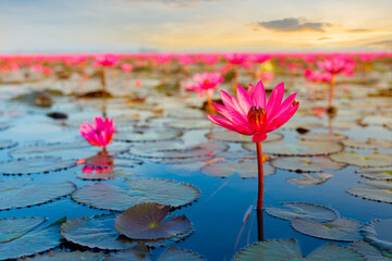 The sea of red lotus, Lake Nong Harn, Udon Thani, Thailand