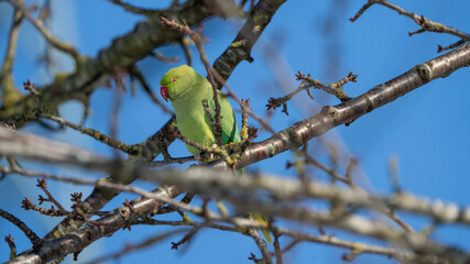 green parrot on branch