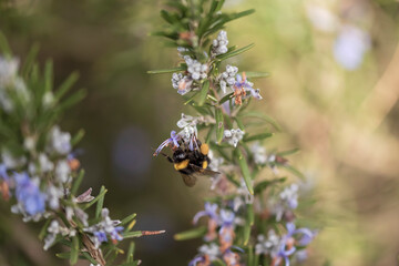 insetti sul rosmarino
