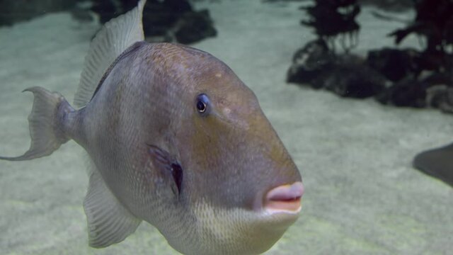 Very cute and curious fish Grey triggerfish Balistes capriscus 