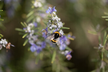 insetti sul rosmarino