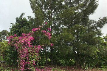flowers in the garden