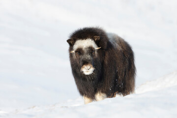 Close-up of juvenile Musk Ox in Winter © giedriius