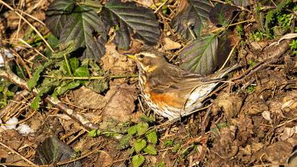 Redwing bird on the ground looking for food