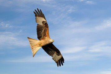 Close up of a Red kite in flight against blue sky