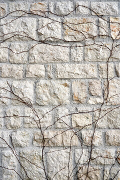  branches of ivy growing on the texture stone pattern wall ivory beige color. High quality photo