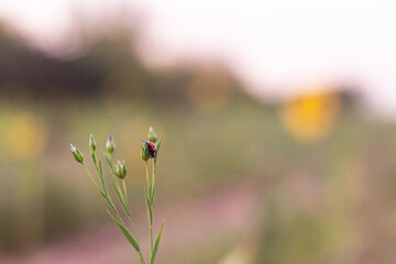 Ladybug closeup