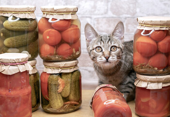Tabby kitten among glass jars with pickled tomatoes, cucumbers and lecho. Сoncept of home canning vegetables for the winter.