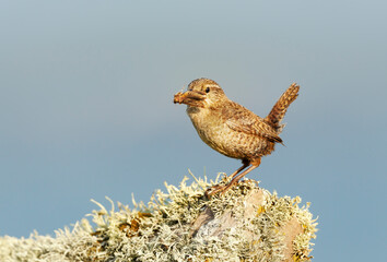 Shetland wren perched on a mossy stone with a moth in a beak