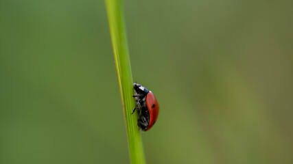 Fototapeta premium Coccinella in campagna