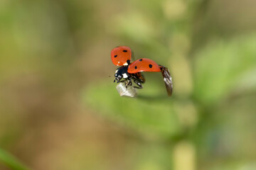 Obraz premium Coccinella in campagna