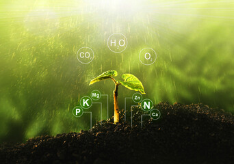 Fertilization and the role of nutrients in plant life with digital mineral nutrients. Seedlings are...