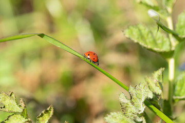 Coccinella in campagna