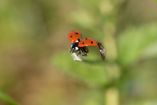 Coccinella in campagna