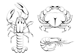 Vector illustration of sea animals. Line art, digital illustration 