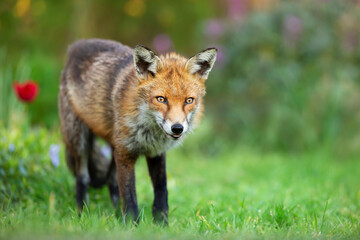Fototapeta premium Close up of a red fox against colorful background in summer