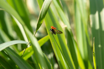 Coccinella in campagna