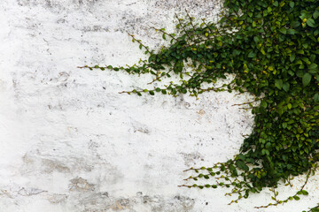 Long branches of a plant on a white wall with copyspace