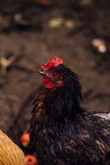 nasses Huhn an einem regnerischem Tag