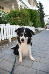 Portrait of border collie on walkway in island rugen in germany