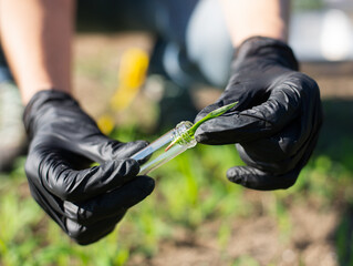 collecting grass