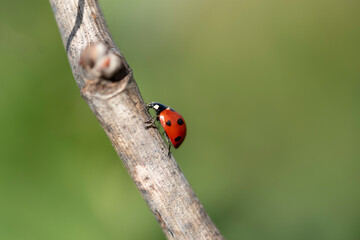 Coccinella in campagna