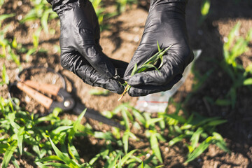 weeding grass