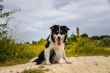 Border collie is sitting in the field in the nature  near to lighthouse, in Germany nature. She is very happy.