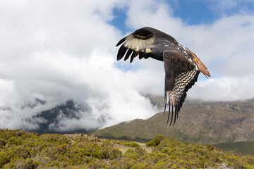 Augur buzzard in flight in Ethiopian highlands