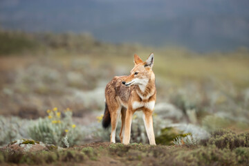 Rare and endangered Ethiopian wolf in the highlands of Bale mountains, Ethiopia.