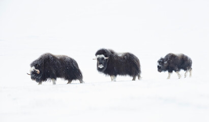 Musk Oxen with a young musk ox in snowy mountains during cold winter in Norway © giedriius