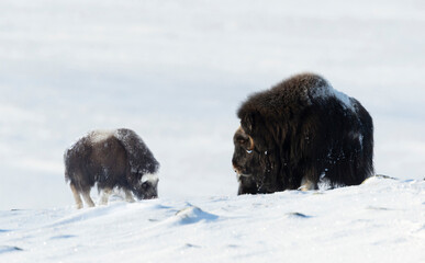 Female Musk Ox with a calf in snow during cold winter