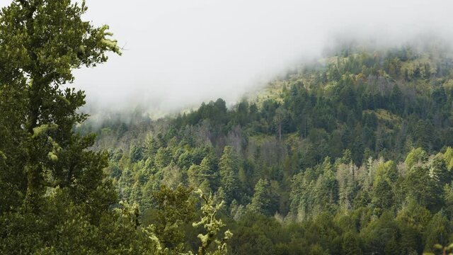 Plano fijo. Bosque templado mientras pasa la niebla. Nevado de Colima. M&eacute;xico