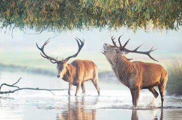 Red deer stag standing in water and calling during rutting season