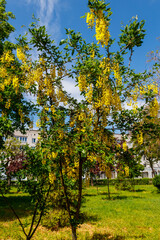 Naklejka premium Blooming yellow acacia tree (Caragana arborescens)
