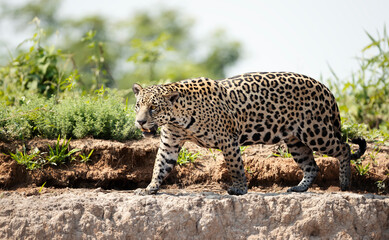 Close up of a Jaguar walking on a sandy river bank