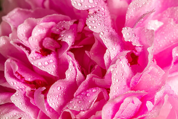 Opened peony flower with dew drops. Macro photography.