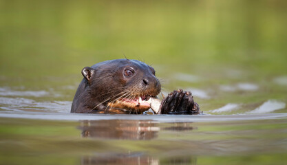 Fototapeta premium Close up of a Giant River Otter eating a fish in water