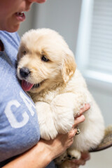 Golden Retriever Puppies