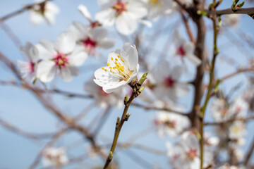 Flores blancas, flor de almendro en febrero en el campo