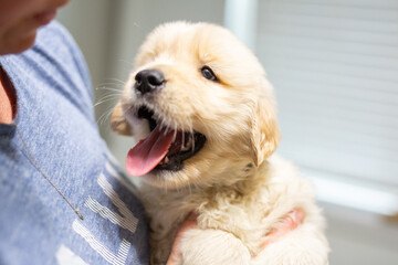 Golden Retriever Puppies