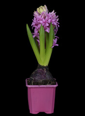 Pink hyacinth flower in a pink flowerpot on black background. Close up of a beautiful hyacinth flower.