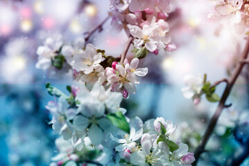 background with spring apple blossom. Blossoming branch in springtime