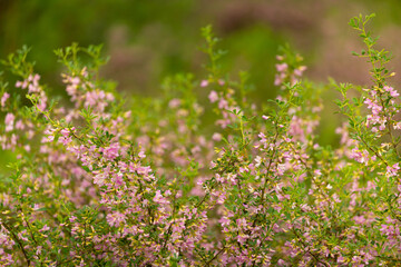 Blooming garden spring flowers. Blooming camel thorn in spring. Medicinal plant, pink flowers. Delicate floral landscape with blurry background and copy space.