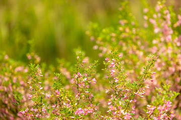 Blooming garden spring flowers. Blooming camel thorn in spring. Medicinal plant, pink flowers. Delicate floral landscape with blurry background and copy space.