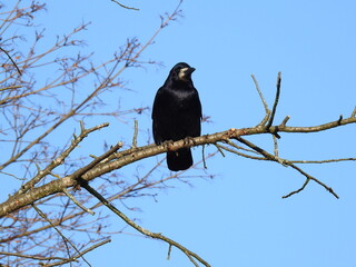 animal bird called a rook from the raven family from the valley of the Biała river in the city of Białystok in Podlasie in Poland