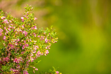 Blooming garden spring flowers. Blooming camel thorn in spring. Medicinal plant, pink flowers. Delicate floral landscape with blurry background and copy space.